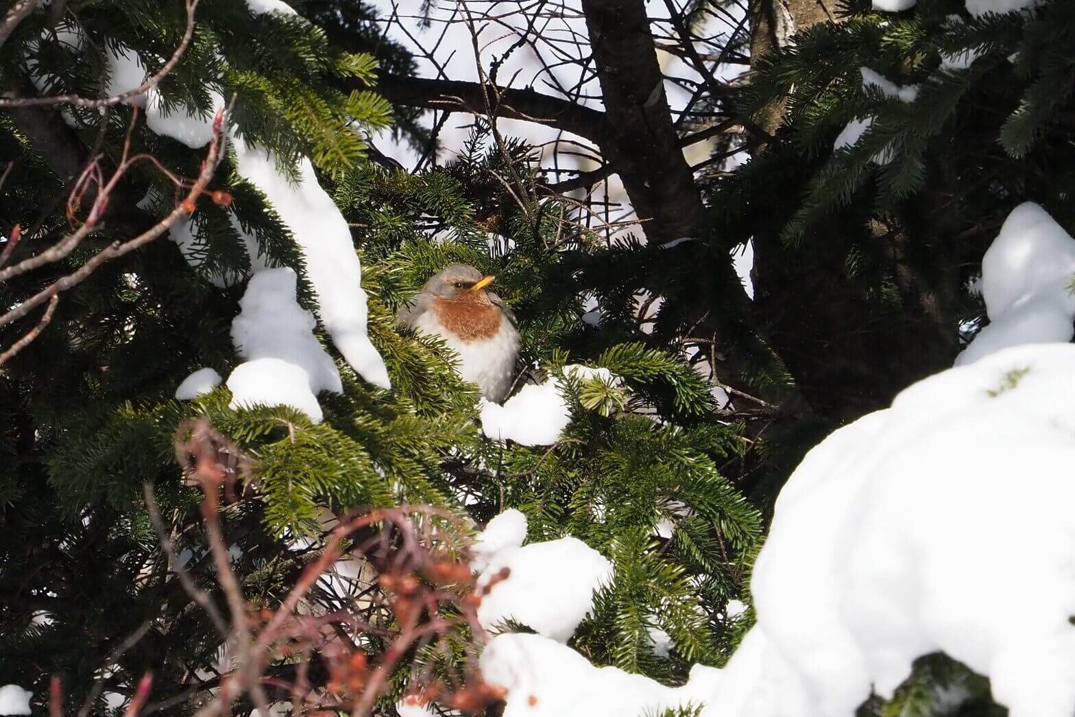 ノドアカツグミ