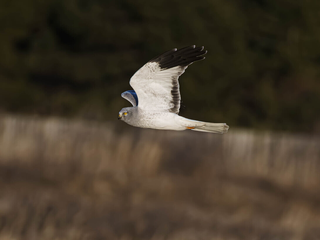 ハイイロチュウヒ♂